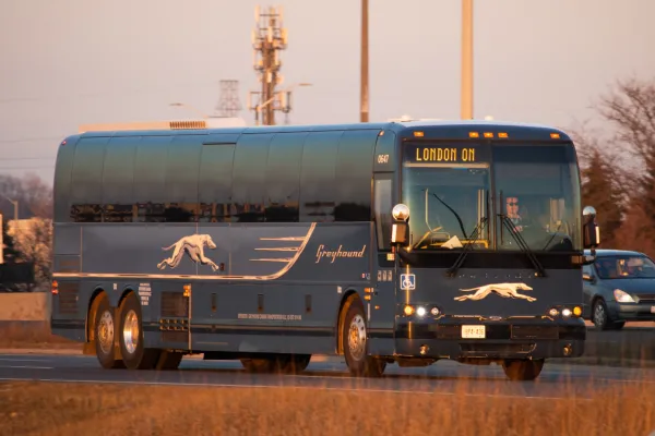greyhound.png